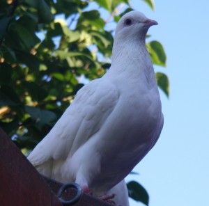 Alan